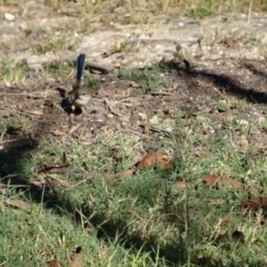 Malurus cyaneus (Superb Fairywren) at Broulee Moruya Nature Observation Area - 23 Apr 2019 by LisaH