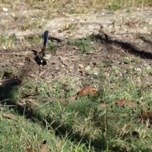 Malurus cyaneus at Moruya, NSW - 24 Apr 2019