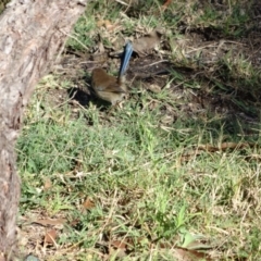 Malurus cyaneus at Moruya, NSW - 24 Apr 2019