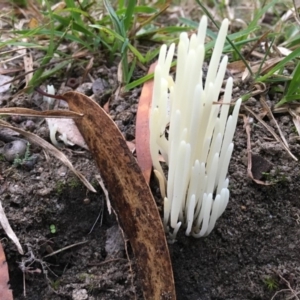 Clavaria alboglobospora at Moruya, NSW - 23 Apr 2019