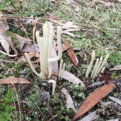 Clavaria alboglobospora at Moruya, NSW - 23 Apr 2019