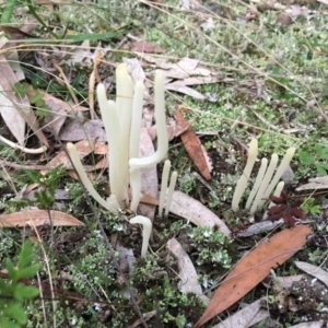 Clavaria alboglobospora at Moruya, NSW - 23 Apr 2019 05:06 PM