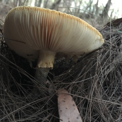 Amanita sp. (Amanita sp.) at Broulee Moruya Nature Observation Area - 23 Apr 2019 by LisaH