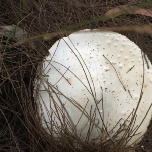 Amanita sp. at Moruya, NSW - 23 Apr 2019