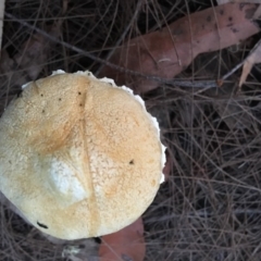 Austroboletus eburneus (Austroboletus eburneus) at Broulee Moruya Nature Observation Area - 23 Apr 2019 by LisaH