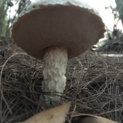 Austroboletus eburneus at Moruya, NSW - 23 Apr 2019 05:16 PM