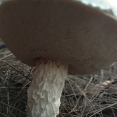 Austroboletus eburneus at Moruya, NSW - 23 Apr 2019 05:16 PM