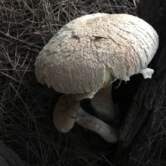 Boletales at Moruya, NSW - 23 Apr 2019 05:14 PM