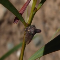 Ceraon sp. (genus) (2-horned tree hopper) at Cotter Reserve - 20 Apr 2019 by Christine