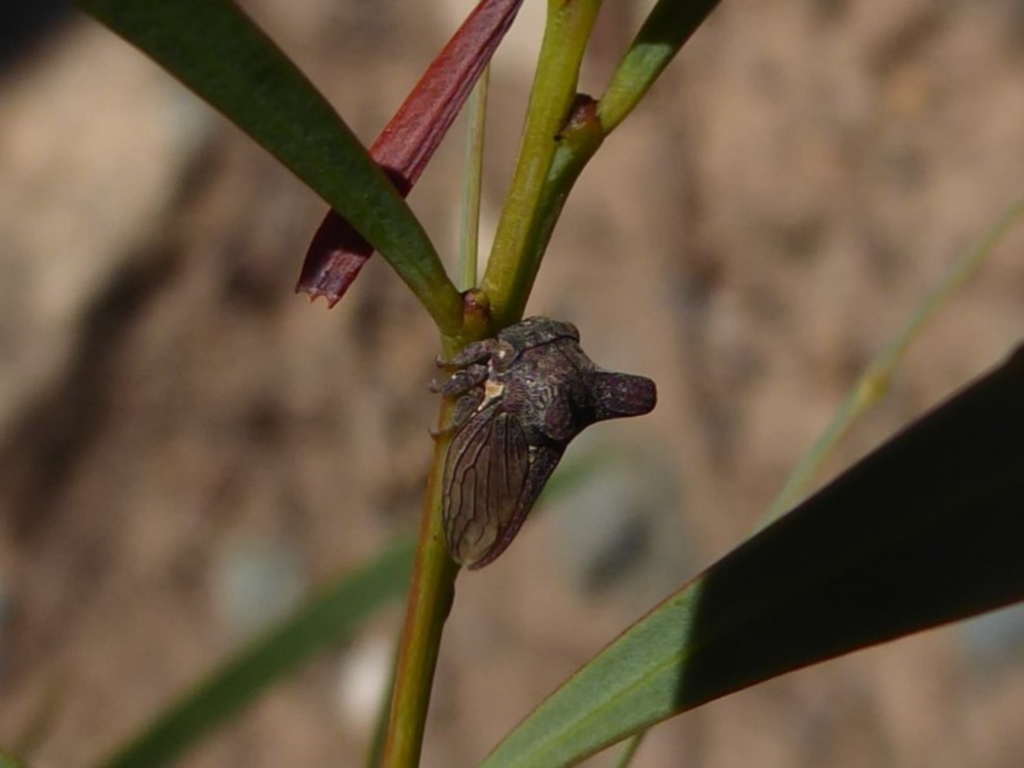 Ceraon sp. (genus) at Uriarra Village, ACT - 20 Apr 2019