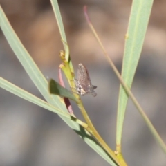 Ceraon sp. (genus) at Uriarra Village, ACT - 20 Apr 2019