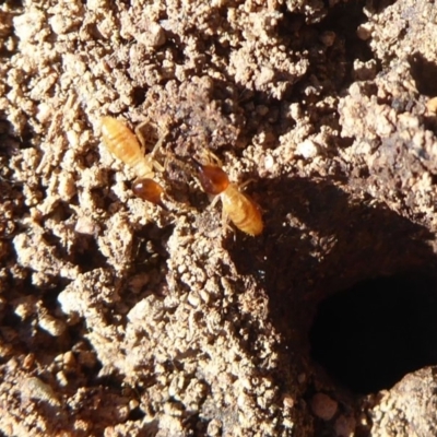 Nasutitermes exitiosus (Snouted termite, Gluegun termite) at Uriarra Village, ACT - 20 Apr 2019 by Christine