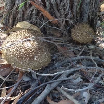 Boletellus sp. (Boletellus) at Broulee Moruya Nature Observation Area - 24 Apr 2019 by LisaH