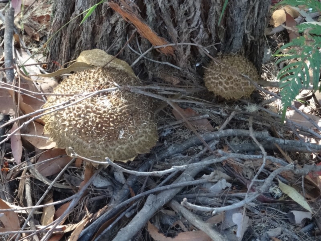 Boletellus sp. at Moruya, NSW - 24 Apr 2019