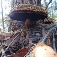 Boletellus sp. at Moruya, NSW - 24 Apr 2019 10:31 AM