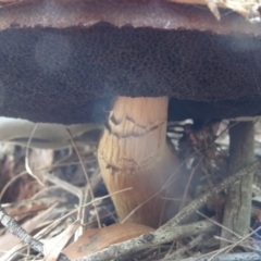 Boletellus sp. at Moruya, NSW - 24 Apr 2019