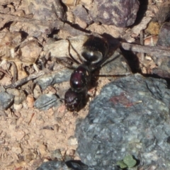 Camponotus suffusus (Golden-tailed sugar ant) at Uriarra Village, ACT - 20 Apr 2019 by Christine