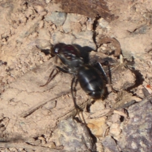 Camponotus sp. (genus) at Uriarra Village, ACT - 20 Apr 2019