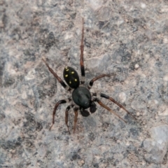 Habronestes sp. (genus) (An ant-eating spider) at Cooleman Ridge - 21 Apr 2019 by SWishart