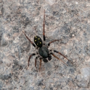 Habronestes sp. (genus) at Chapman, ACT - 21 Apr 2019