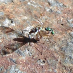 Dolichopodidae sp. (family) (Unidentified Long-legged fly) at Uriarra Village, ACT - 20 Apr 2019 by Christine