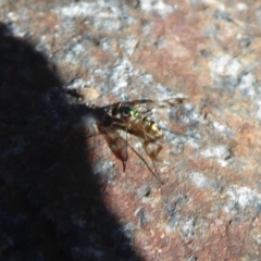 Dolichopodidae (family) at Uriarra Village, ACT - 20 Apr 2019