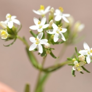 Centaurium erythraea at Wamboin, NSW - 23 Dec 2018