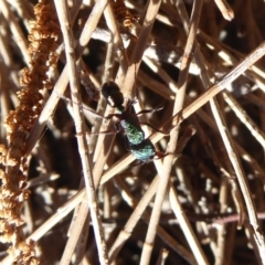 Rhytidoponera metallica (Greenhead ant) at Cotter Reserve - 20 Apr 2019 by Christine