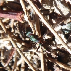 Rhytidoponera metallica at Uriarra Village, ACT - 20 Apr 2019 11:31 AM