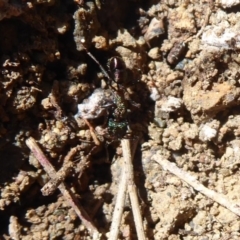 Rhytidoponera metallica at Uriarra Village, ACT - 20 Apr 2019 11:31 AM