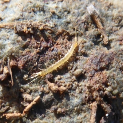 Cryptops sp. (genus) (Blind Scolopendroid Centipede) at Cotter Reserve - 20 Apr 2019 by Christine