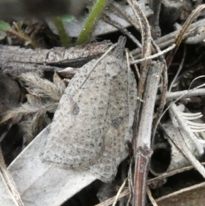 Meritastis polygraphana at Theodore, ACT - 24 Apr 2019 10:13 AM