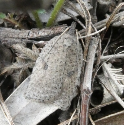 Meritastis polygraphana (Mottled Bell Moth) at Theodore, ACT - 24 Apr 2019 by Owen