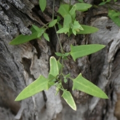 Einadia nutans (Climbing Saltbush) at Theodore, ACT - 24 Apr 2019 by owenh