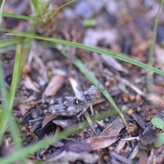 Acrididae sp. (family) (Unidentified Grasshopper) at Wamboin, NSW - 24 Dec 2018 by natureguy