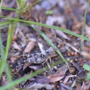 Acrididae sp. (family) at Wamboin, NSW - 24 Dec 2018 11:02 AM