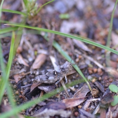 Acrididae sp. (family) (Unidentified Grasshopper) at Wamboin, NSW - 24 Dec 2018 by natureguy