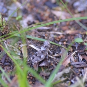 Acrididae sp. (family) at Wamboin, NSW - 24 Dec 2018 11:02 AM