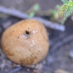 Bovista (A puffball) at Wamboin, NSW - 24 Dec 2018 by natureguy