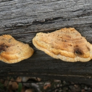 Truncospora ochroleuca at Theodore, ACT - 24 Apr 2019