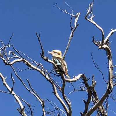 Dacelo novaeguineae (Laughing Kookaburra) at Symonston, ACT - 24 Apr 2019 by LisaB