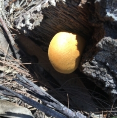 Gymnopilus sp. (Gymnopilus) at Broulee Moruya Nature Observation Area - 24 Apr 2019 by LisaH