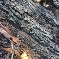 Gymnopilus sp. at Moruya, NSW - 24 Apr 2019 12:05 PM