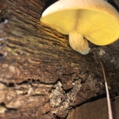 Gymnopilus sp. at Moruya, NSW - 24 Apr 2019