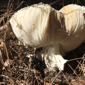 Amanita sp. at Moruya, NSW - 24 Apr 2019