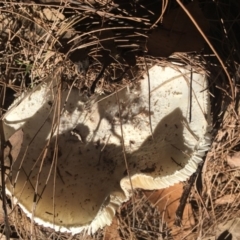 Amanita sp. at Moruya, NSW - 24 Apr 2019 11:58 AM