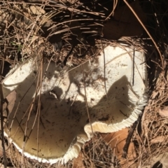 Amanita sp. at Moruya, NSW - 24 Apr 2019