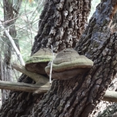 Phellinus sp. (Phellinus sp.) at Broulee Moruya Nature Observation Area - 24 Apr 2019 by LisaH