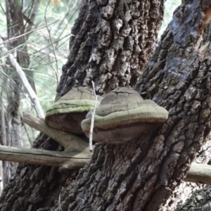 Phellinus sp. at Moruya, NSW - 24 Apr 2019