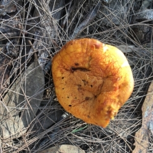 Agarics gilled fungi at Moruya, NSW - 24 Apr 2019 11:57 AM